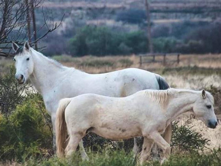 Free State Accommodation at Big Sky Ranch | Viya