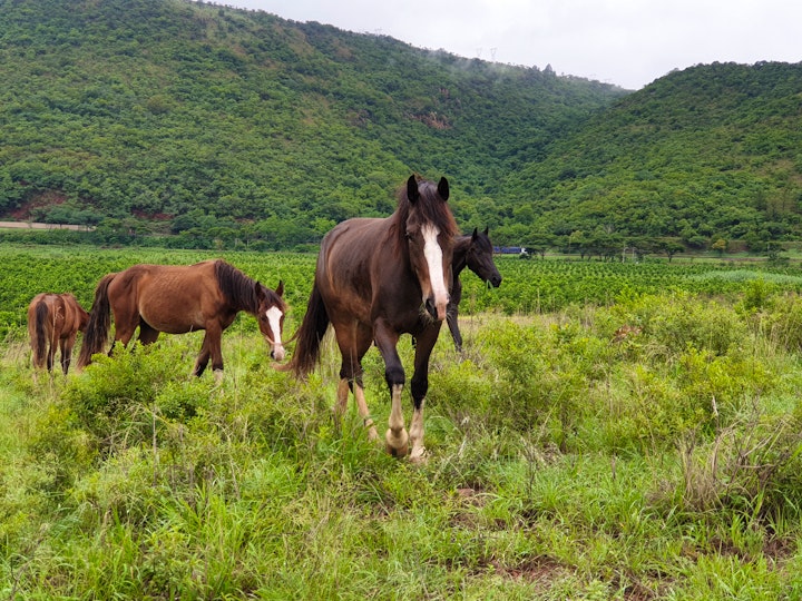 Mpumalanga Accommodation at Spring Rock Farm Stay | Viya