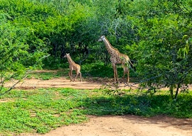 Kruger National Park South Accommodation at Sable's Rest | Viya