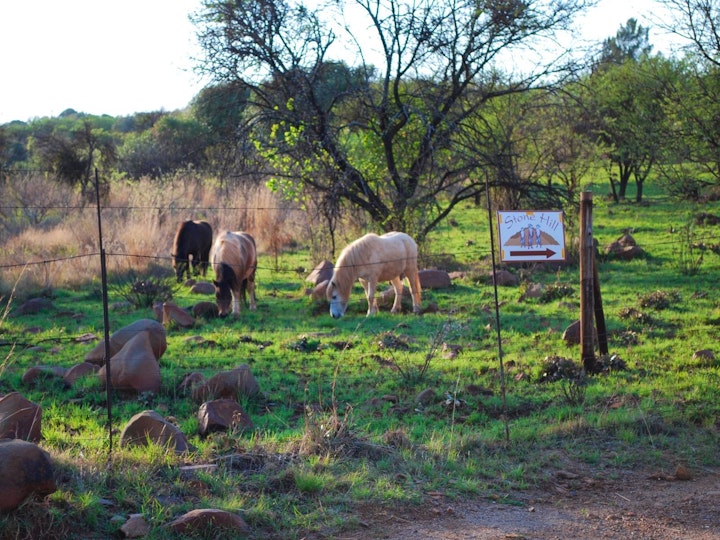 Gauteng Accommodation at Stone Hill - Acacia Tree Cottage | Viya