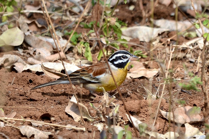 Kruger National Park South Accommodation at Intundla's Rest | Viya