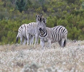 Western Cape Accommodation at Doornbosch Estate - Springbuck Cottage | Viya