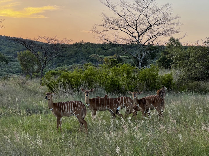 Limpopo Accommodation at Sunset House @ Rietfontein | Viya