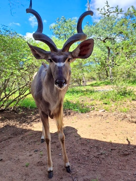 Kruger National Park South Accommodation at Bosbok Rus | Viya