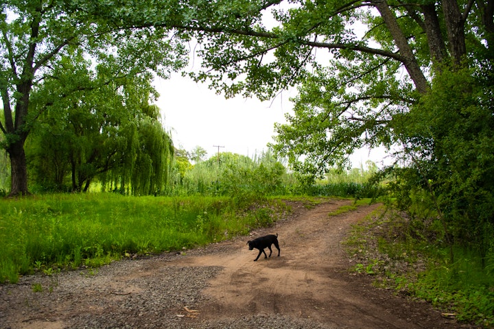 Cradle Of Humankind Accommodation at The Crooked Tree | Viya