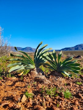 Northern Cape Accommodation at Namakwa Country Cottage | Viya