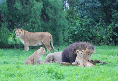  at Puruma Pride Lion Park | TravelGround