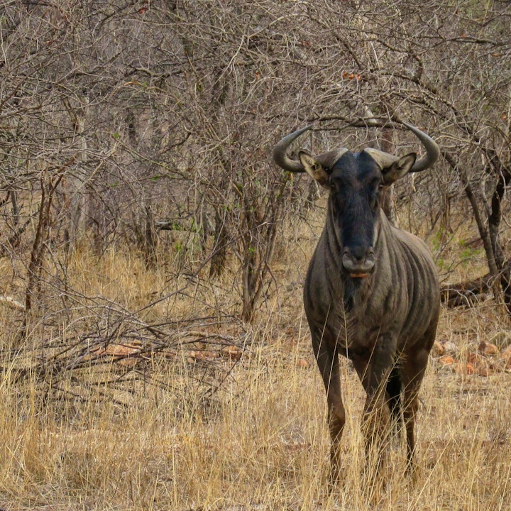 Mpumalanga Accommodation at Leopard's Lair Bush Lodge | Viya