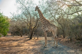 Kruger National Park South Accommodation at Foxy Crocodile Bush Lodge and Kruger Safari's | Viya