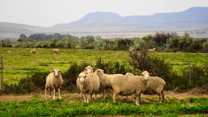 Karoo Accommodation at Carlton Heights Guesthouse | Viya