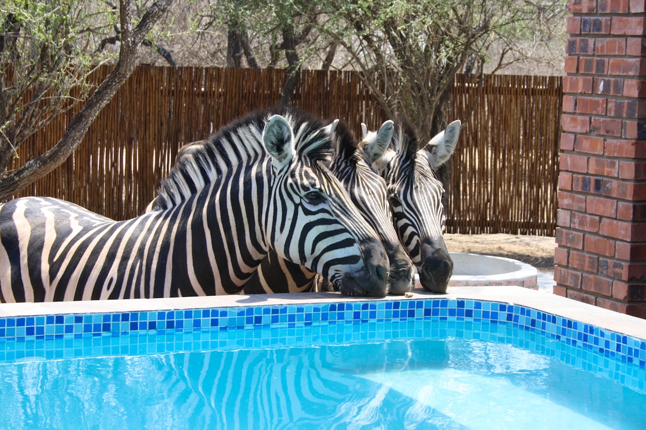 Kruger National Park South Accommodation at  | Viya