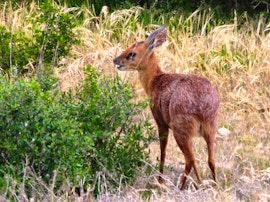 Western Cape Accommodation at Wild Rescue | Viya