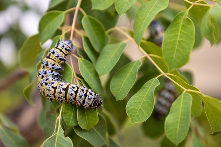 Limpopo Accommodation at Bushveld Bivouac Marula | Viya