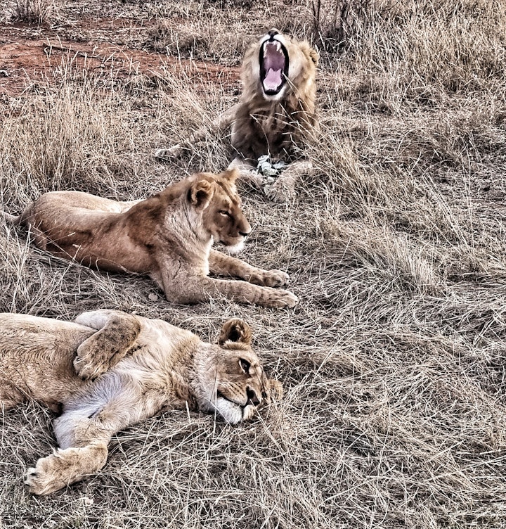 Waterberg Accommodation at The Lion House @ Djumbawa | Viya