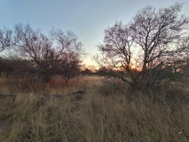 Dinokeng Game Reserve Accommodation at Cikeru Bush Camp - Buffalo | Viya