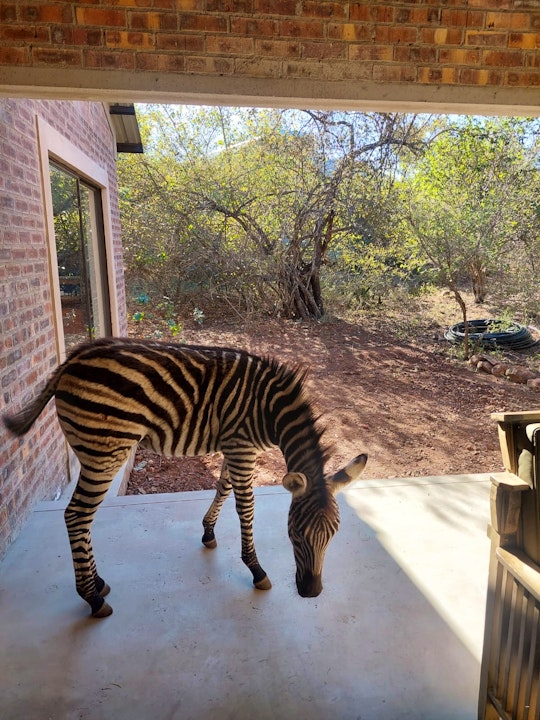 Kruger National Park South Accommodation at  | Viya