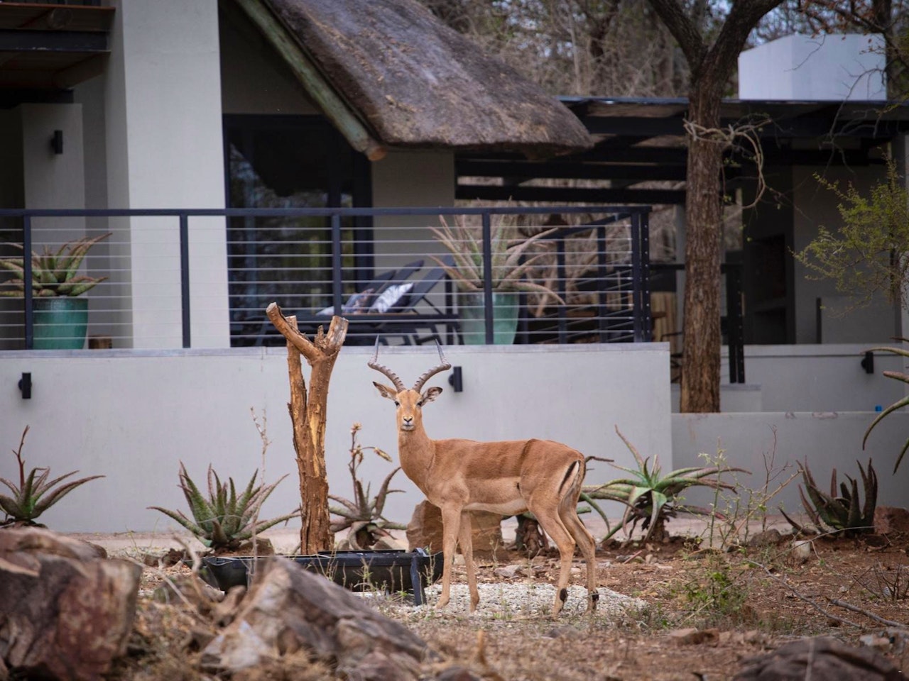 Kruger National Park South Accommodation at  | Viya