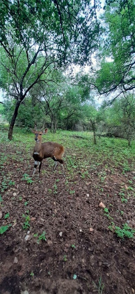 Kruger National Park South Accommodation at Bosbok Rus | Viya