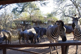 Kruger National Park South Accommodation at Ngululu | Viya