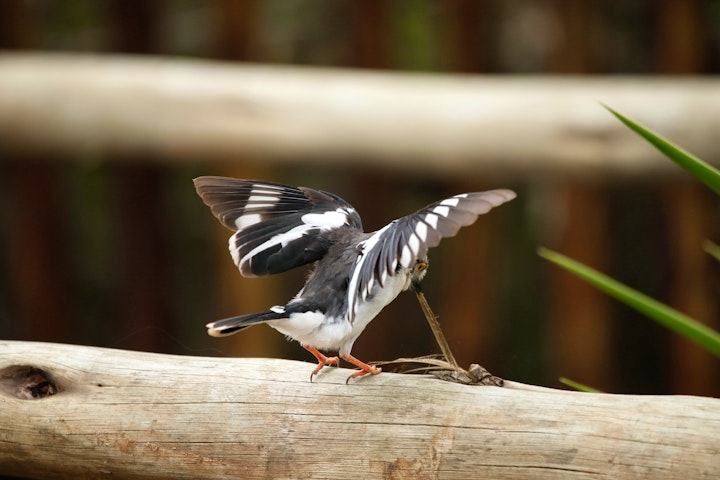 Kruger National Park South Accommodation at Ou Maat | Viya