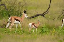 Waterberg Accommodation at Limpopo Bushveld Retreat -  Bush Cottage | Viya