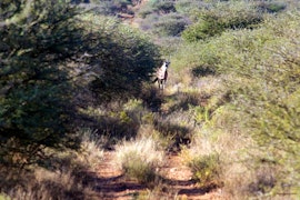 Namibia Accommodation at Etango Ranch Guestfarm | Viya