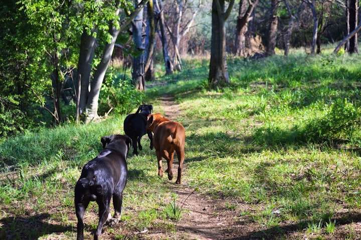 Cradle Of Humankind Accommodation at The Crooked Tree | Viya