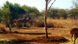 Limpopo Accommodation at Lesedi Lodge | Viya