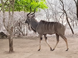 Kruger National Park South Accommodation at Bushbaby Lodge | Viya