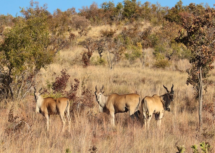 Limpopo Accommodation at Syringa Sands Mountain Cottage | Viya