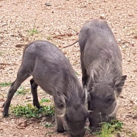 Kruger To Canyons Accommodation at At Rest Bushstay | Viya