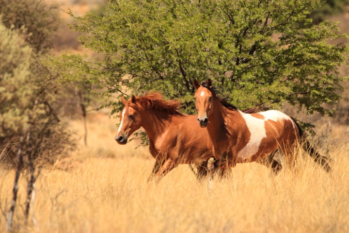 Kalahari Accommodation at Sauer Guest House | Viya