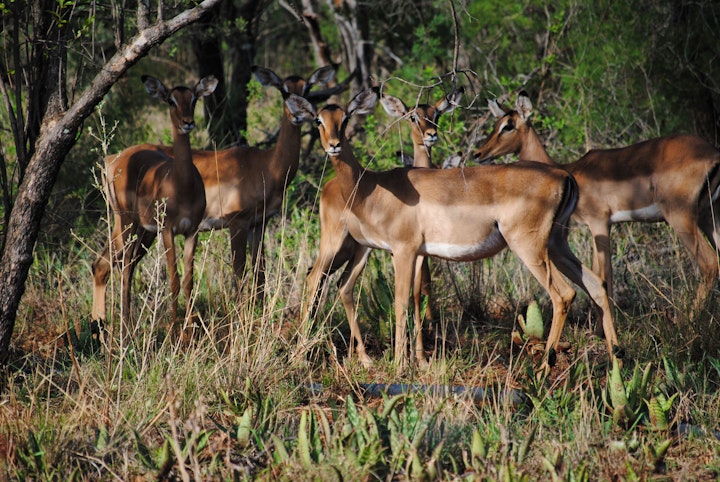 Limpopo Accommodation at Galago Private Bush Lodge | Viya