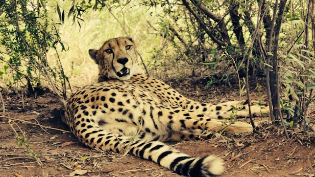  by Marakele Animal Sanctuary | LekkeSlaap
