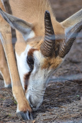 Overberg Accommodation at Otium Oasis | Viya