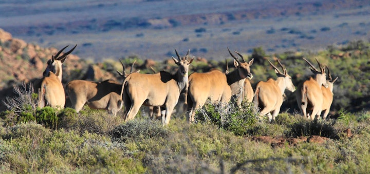 Western Cape Accommodation at SANParks Karoo National Park | Viya