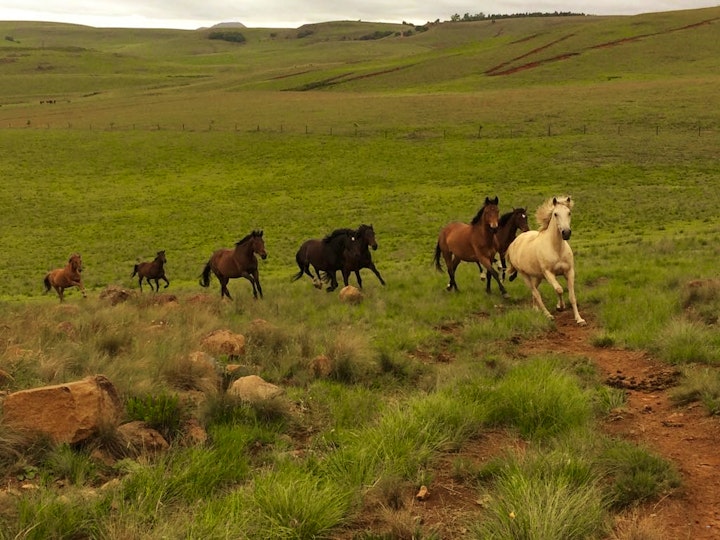 KwaZulu-Natal Accommodation at Dragons Landing Horse Trails and Farm Stay | Viya