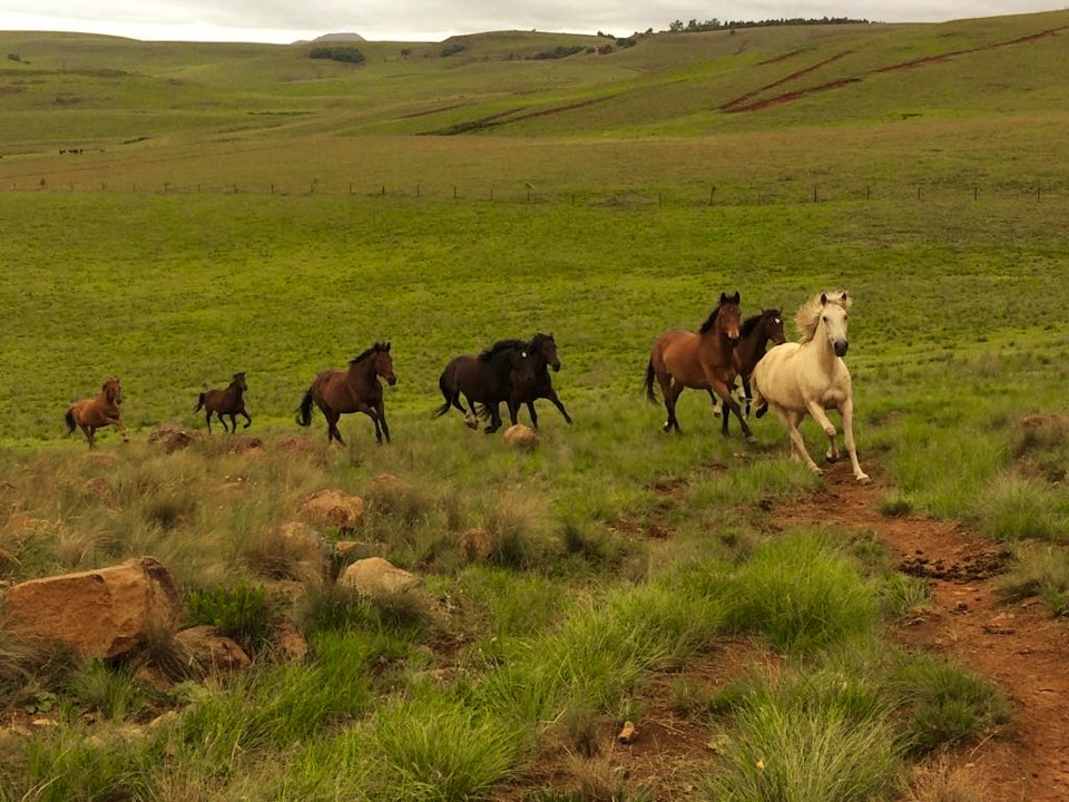 Drakensberg Accommodation at  | Viya