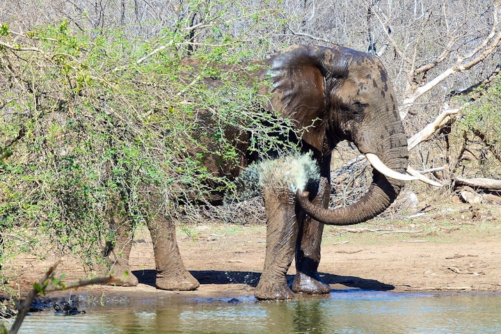 Lowveld Accommodation at NDzuti Tented Bush Camp | Viya