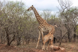 Kruger National Park South Accommodation at Bos-Geluk Huis | Viya