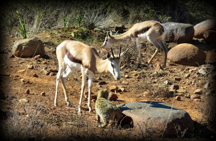 Northern Cape Accommodation at Nietgedacht Farm Stay | Viya