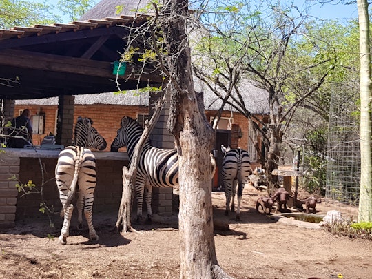 Kruger National Park South Accommodation at  | Viya