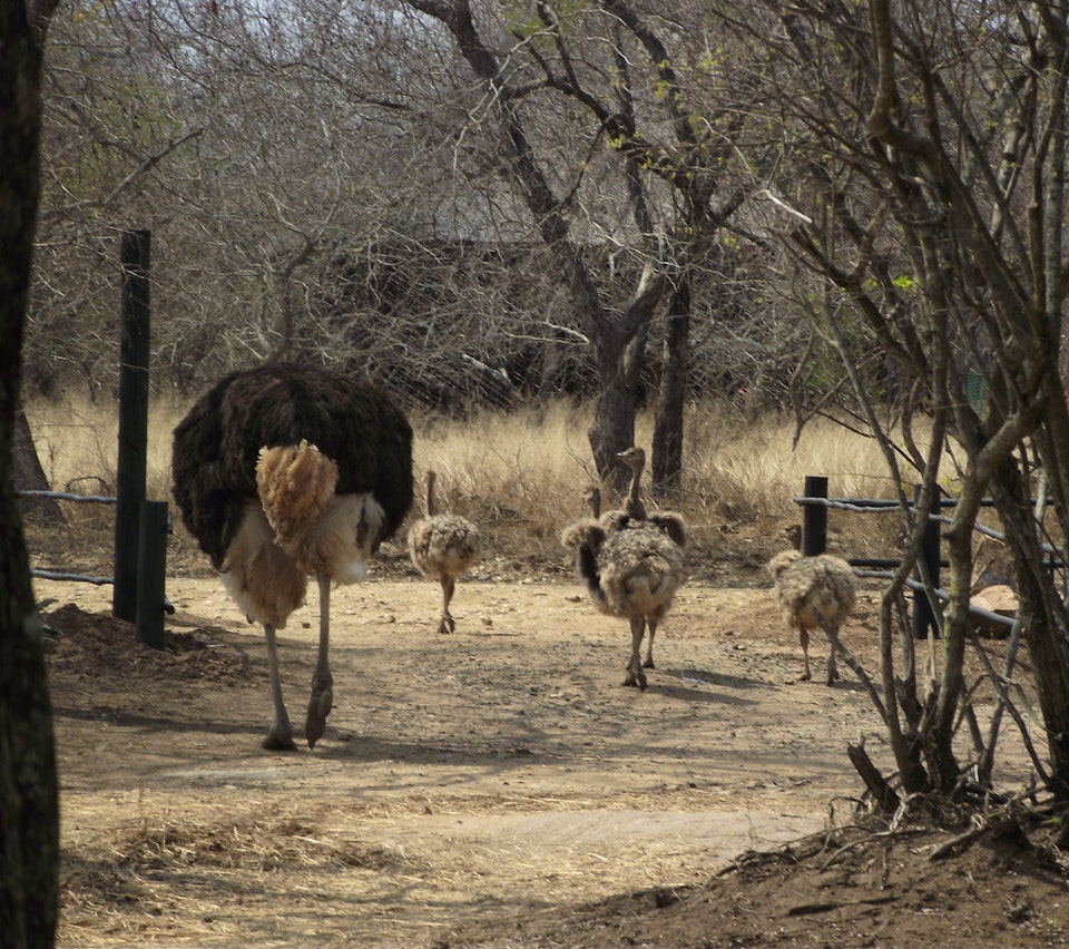 Kruger National Park South Accommodation at  | Viya