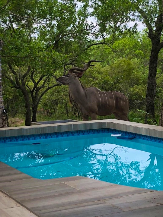 Kruger National Park South Accommodation at  | Viya