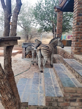 Kruger National Park South Accommodation at Bos-Geluk Huis | Viya