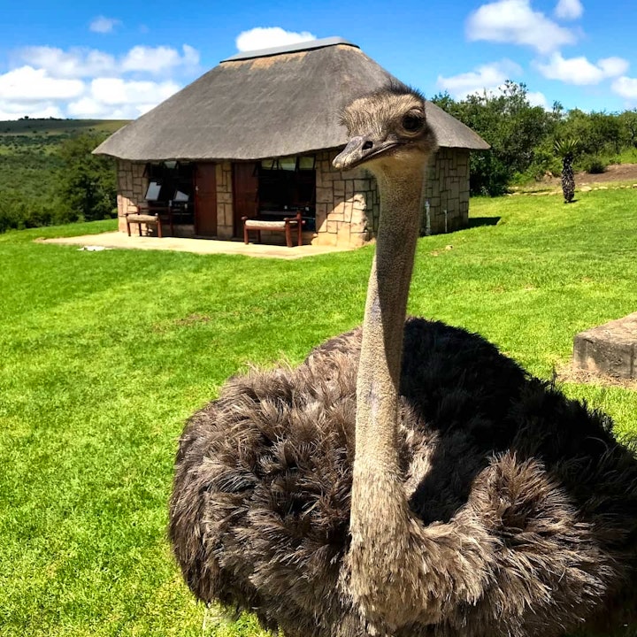 Eastern Cape Accommodation at Matola Private Game Reserve | Viya