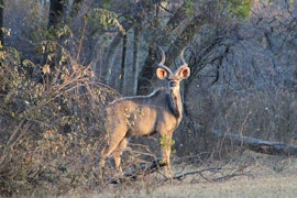 Limpopo Accommodation at Kudu Khaki | Viya