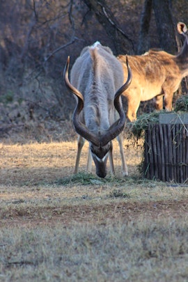 Limpopo Accommodation at Kudu Khaki | Viya