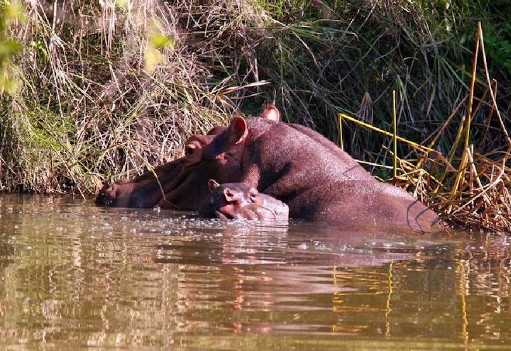 Mpumalanga Accommodation at Hippo's Haven | Viya