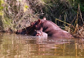 Limpopo Accommodation at Hippo's Haven | Viya